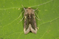 Større båndmetallfly (Diachrysia chrysitis)