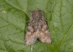 Busklundfly (Lacanobia thalassina)