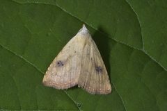 Gult nebbfly (Rivula sericealis)