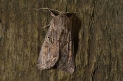 Brunt lundfly (Lacanobia suasa)