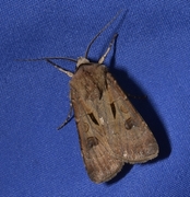 Åkerjordfly (Agrotis exclamationis)