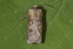 Brunpudret jordfly (Agrotis clavis)