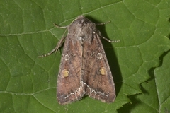 Hagelundfly (Lacanobia oleracea)