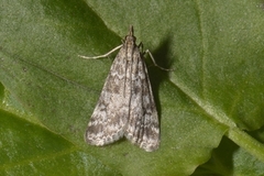 Heimosemott (Eudonia sudetica)