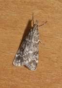 Heimosemott (Eudonia sudetica)