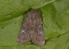 Rødt fjellengfly (Apamea kuusamoensis)