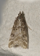 Heimosemott (Eudonia sudetica)