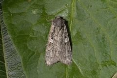 Mørkt skogfly (Eurois occulta)