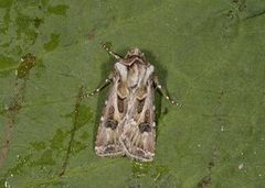 Fagerjordfly (Agrotis vestigialis)