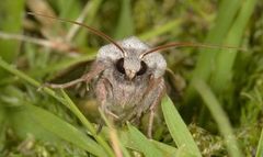 Grått kilefly (Eugnorisma glareosa)