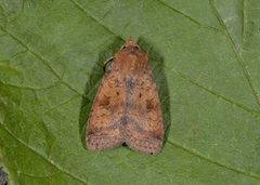 Augustteglfly (Diarsia dahlii)