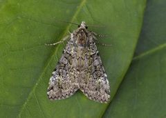 Grønt skogfly (Anaplectoides prasina)