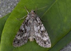 Mørkt skogfly (Eurois occulta)