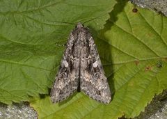 Mørkt skogfly (Eurois occulta)