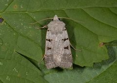 Grått kilefly (Eugnorisma glareosa)