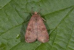 Augustteglfly (Diarsia dahlii)