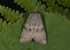 Lyst klippefly (Epipsilia grisescens)