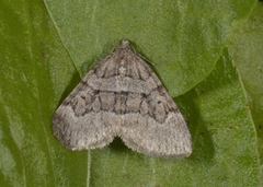 Brun einerbarmåler (Thera cognata)