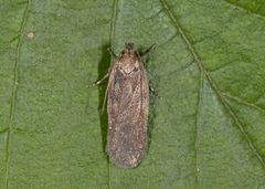 Agonopterix ciliella/heracliana