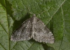 Grå bergmåler (Entephria caesiata)