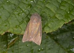 Starrfly (Denticucullus pygmina)