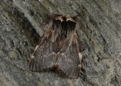 Høstspinner (Poecilocampa populi)