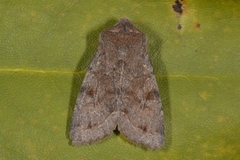 Variabelt seljefly (Orthosia incerta)