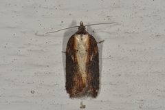 Seljeflatvikler (Acleris hastiana)