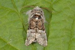 Hasselmunkefly (Colocasia coryli)