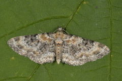 Revebjelledvergmåler (Eupithecia pulchellata)