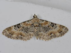 Revebjelledvergmåler (Eupithecia pulchellata)