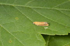 Perikumvikler (Lathronympha strigana)