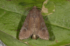 Rødt fjellengfly (Apamea kuusamoensis)