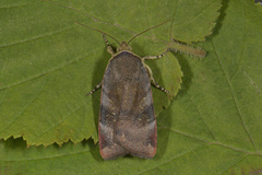 Fiolett båndfly (Noctua janthe)