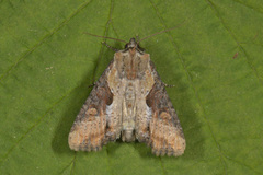 Sumpengfly (Lateroligia ophiogramma)