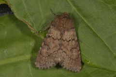 Rødt fjellengfly (Apamea kuusamoensis)