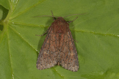 Rødt fjellengfly (Apamea kuusamoensis)