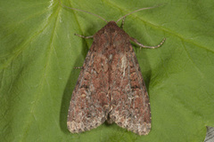 Rødt fjellengfly (Apamea kuusamoensis)