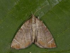 Krattbærmåler (Eulithis testata)