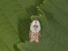 Marmorflatvikler (Acleris variegana)