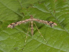 Lyngfjærmøll (Amblyptilia acanthadactyla)