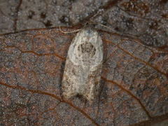 Marmorflatvikler (Acleris variegana)