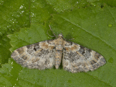 Revebjelledvergmåler (Eupithecia pulchellata)