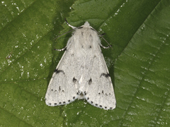 Hvitt kveldfly (Acronicta leporina)