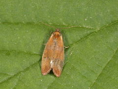 Skumringsvikler (Eulia ministrana)