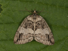 Rustbuskmåler (Hydriomena ruberata)