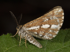 Furumåler (Bupalus piniaria)