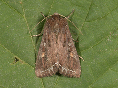 Hagelundfly (Lacanobia oleracea)