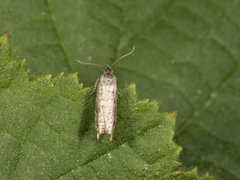 Stripet grankveldvikler (Epinotia tedella)