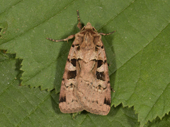 Triangelbakkefly (Xestia triangulum)